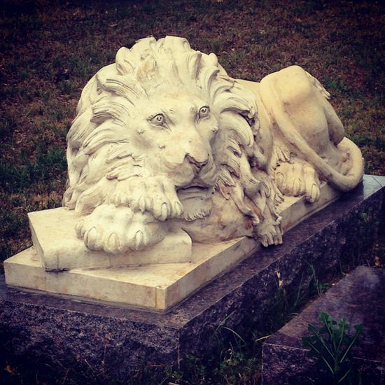 Lion